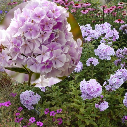 Phlox paniculata 'Franz Schubert' - Aed-leeklill 'Franz Schubert' P9/0,55L     